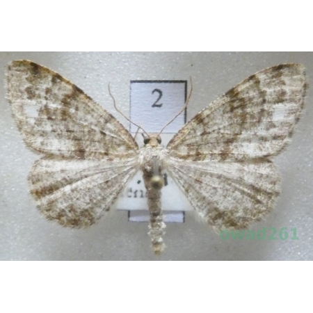 Parectropis similaria (Hufnagel, 1767) Czech2